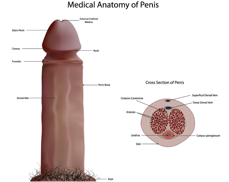 Potential Complications of Balanitis