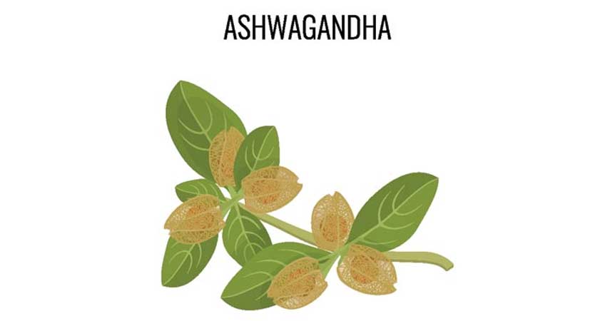 Ashwagandha Herbs