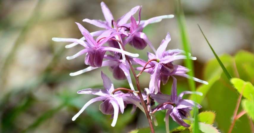 Horney Goat Weed Herbs