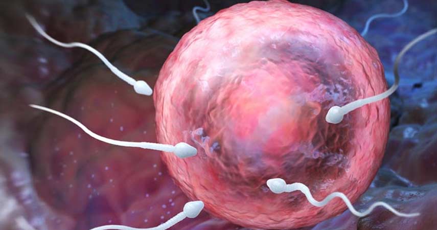 Improves Male Fertility