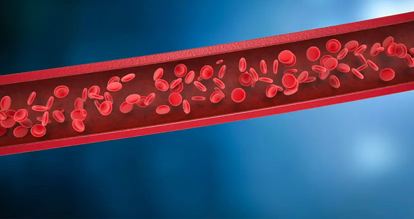 How Does L-Arginine Support Blood Flow in the Body?