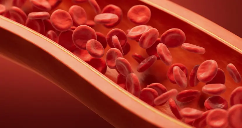 Can L-Citrulline Improve Blood Flow and Circulation Naturally?
