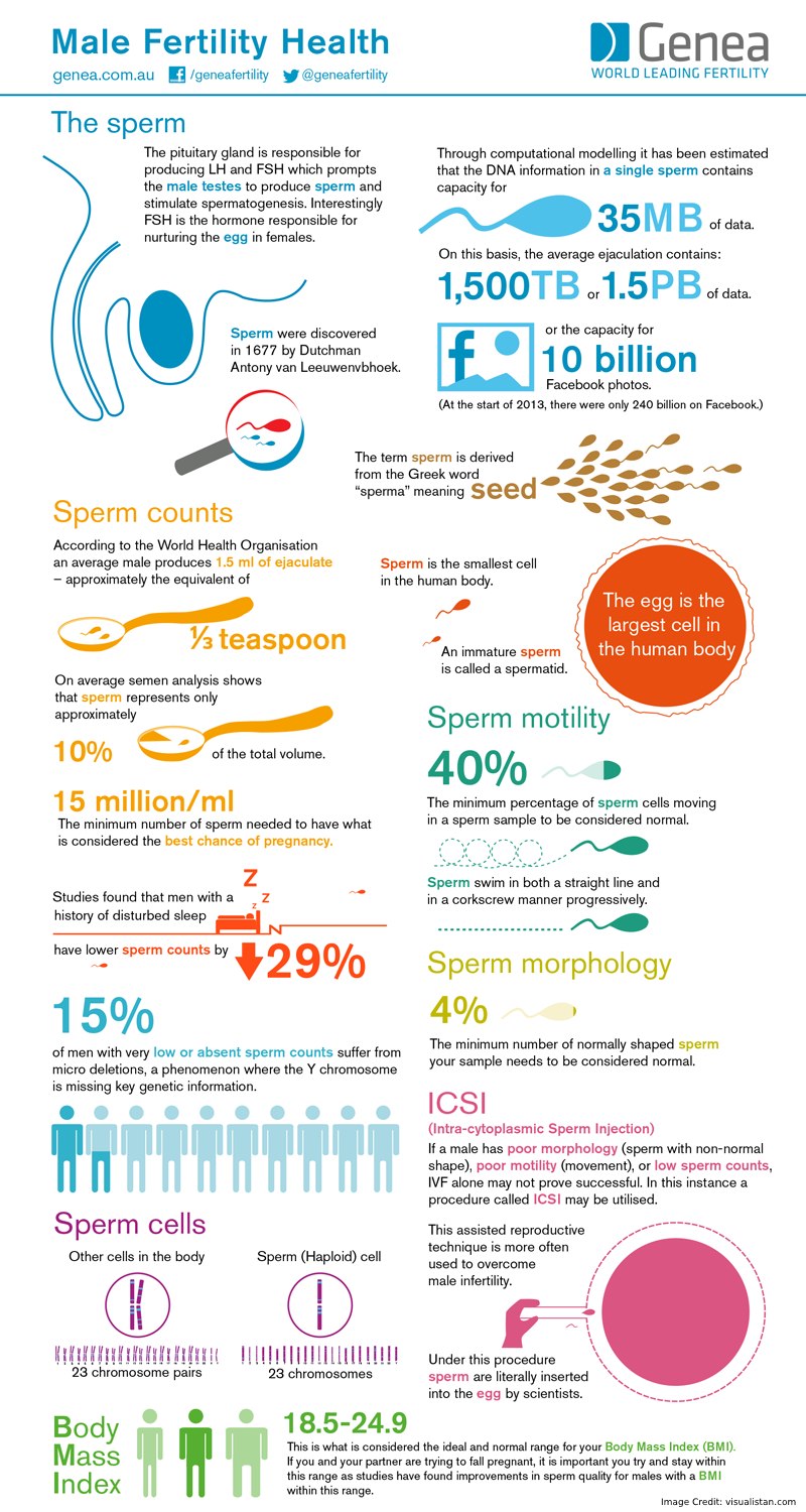 Male Fertility Health Info