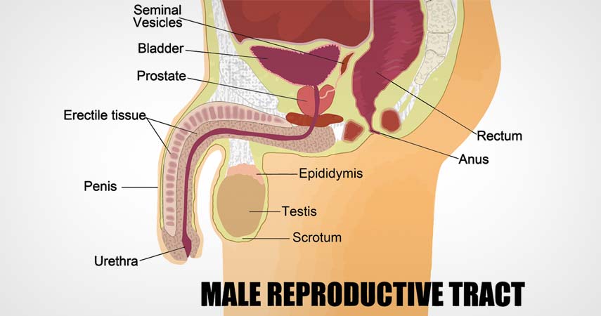 Male Reproductive Tract