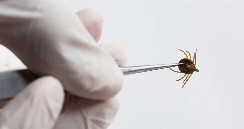 Does Pubic Lice Cause Damage to Your Sperm ?