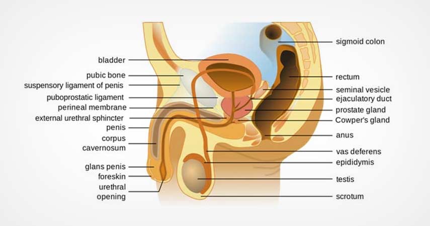 Understanding How Male Ejaculation